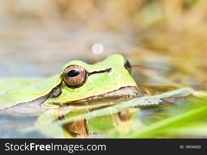 Frog head in water closeup