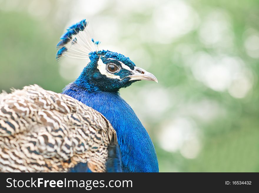 Blue peacock portrait close up