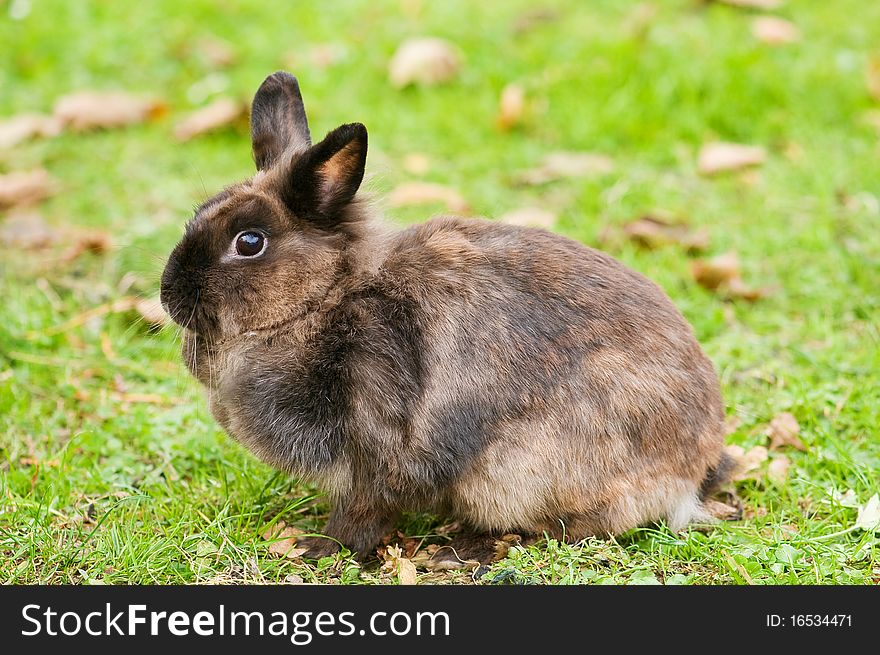 Brown rabbit in grass closeup