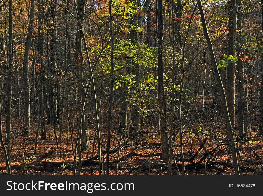 Autumn forest in the Monches Segment of the Ice Age Trail in Wisconsin