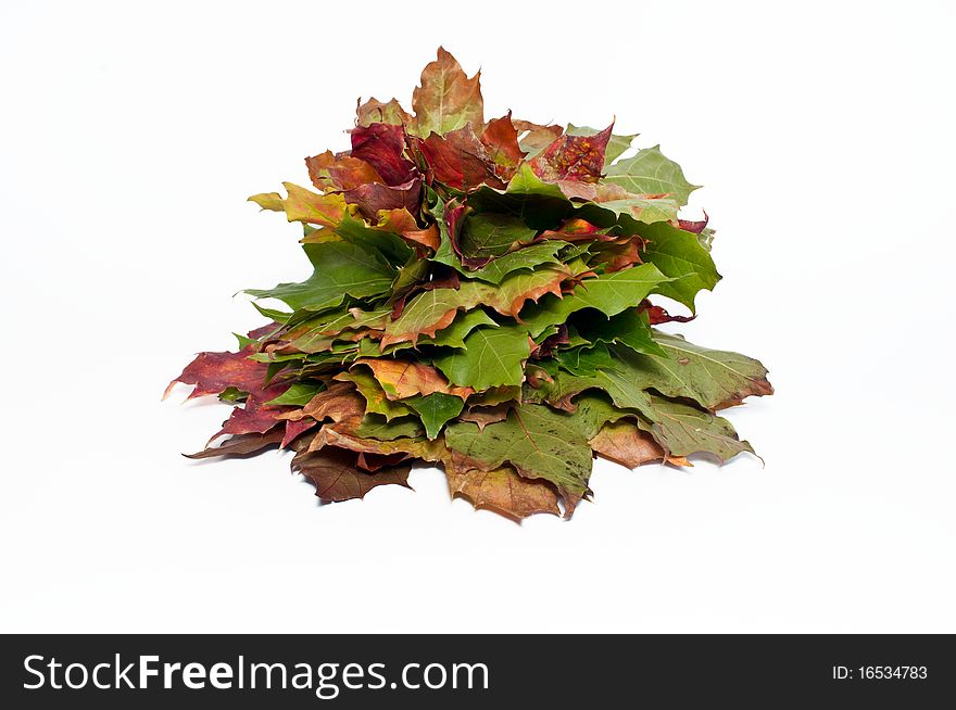 Stack of colorful autumn leaves