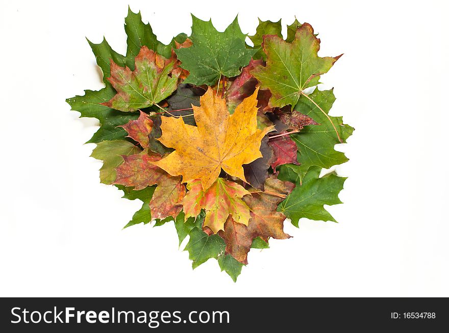 Composition made of dried, colorful autumn leaves on white, isolating background