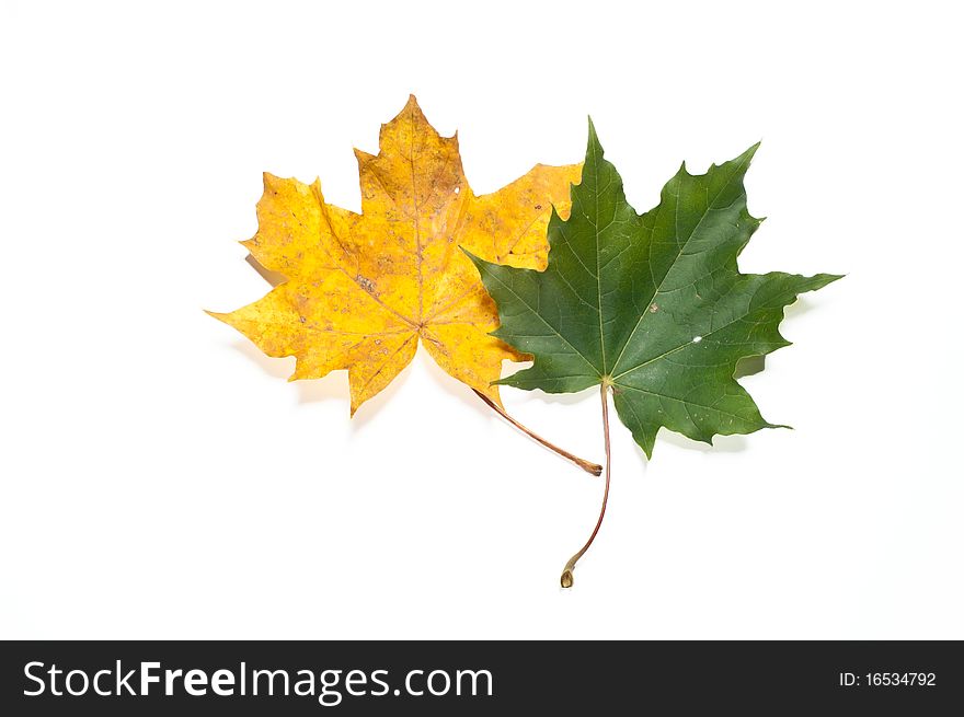 Yellow and green fall leaves on white, isolating background