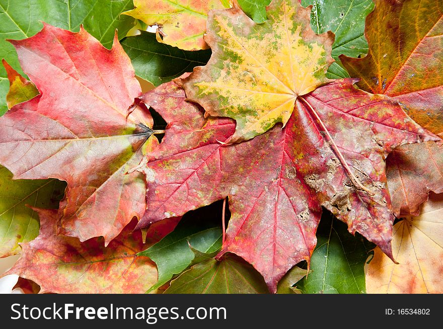 Closeup view of colorful fall leaves in red, yellow and green colors