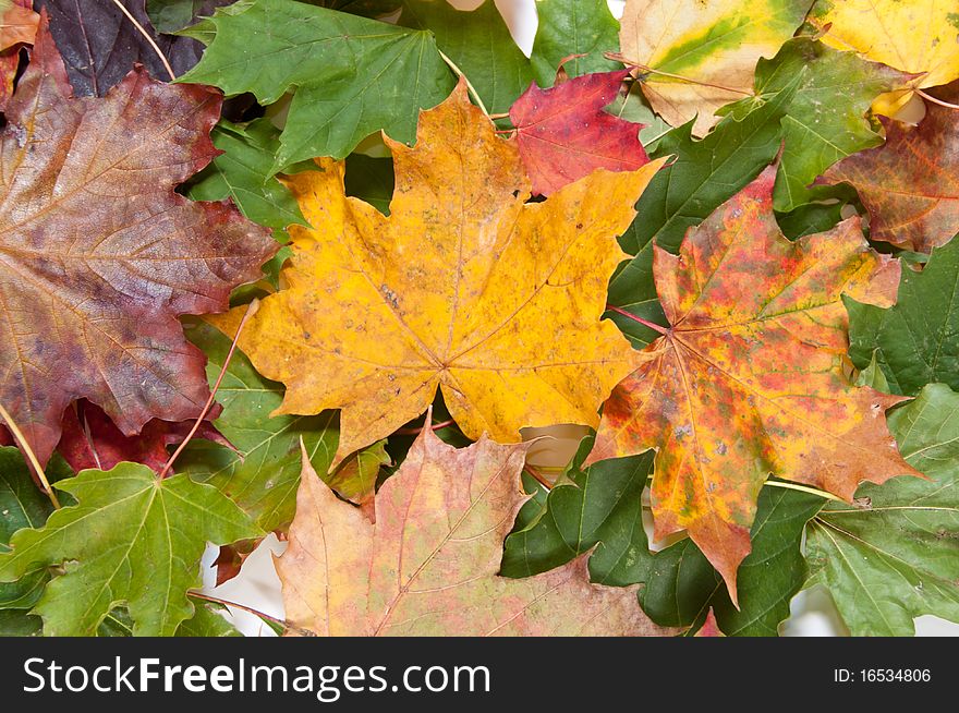 Bunch of dried colorful autumn leaves