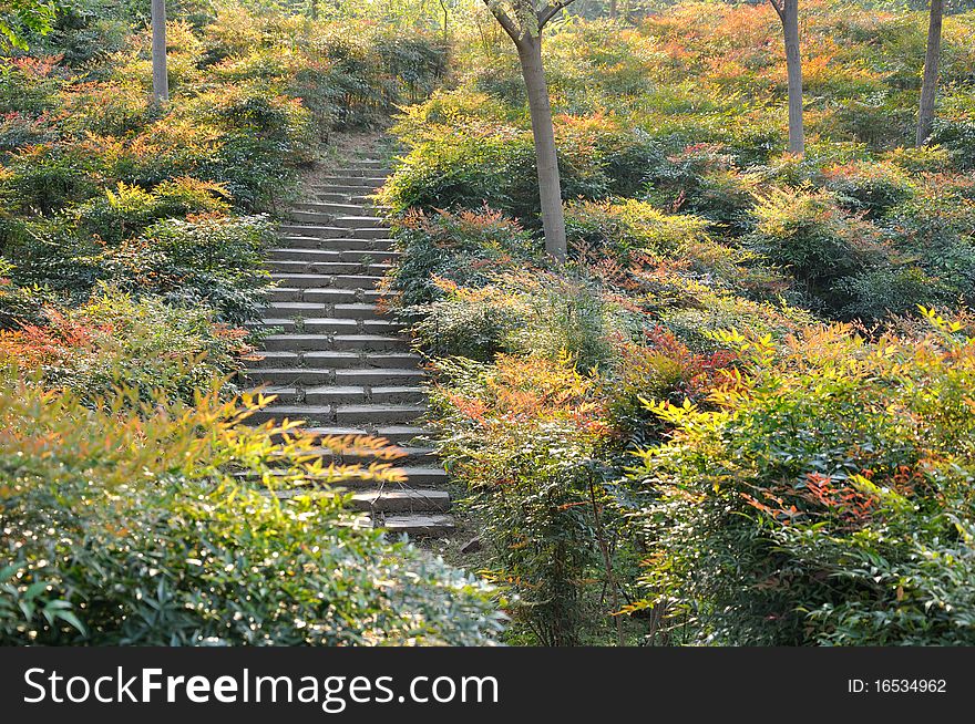 Colorful plant which is red, yellow and green, in autumn season, with a small step path in. Colorful plant which is red, yellow and green, in autumn season, with a small step path in.