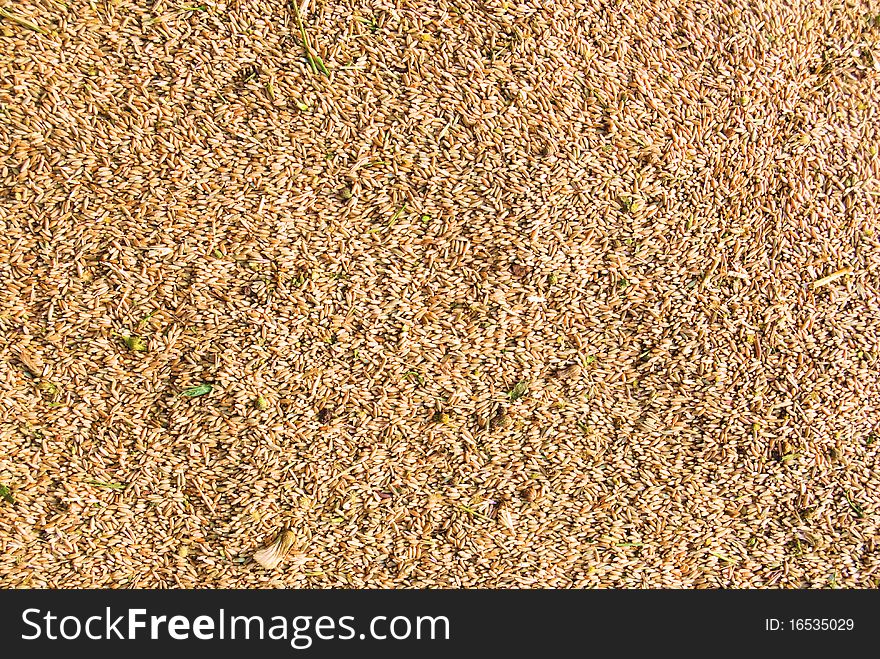 Just harvested wheat seeds with green parts of weed. Just harvested wheat seeds with green parts of weed