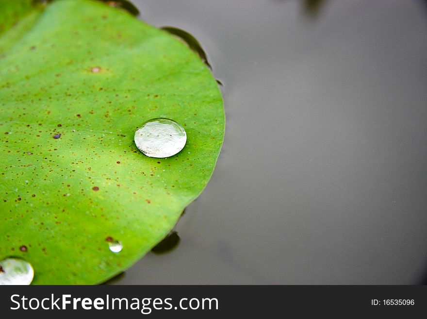 The Drops of water on a lotus leaf