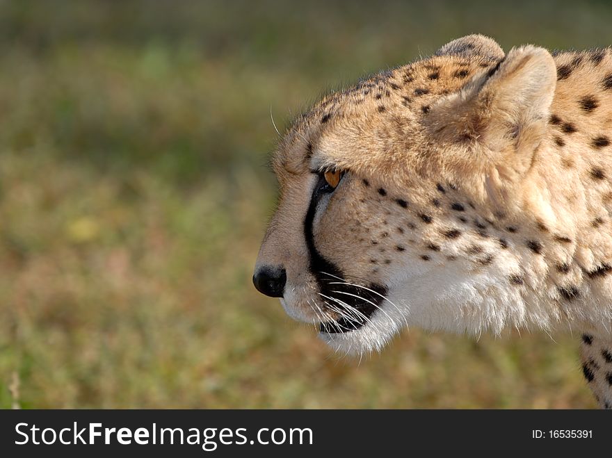 An adult cheetah on the prowl with a natural grass green background.