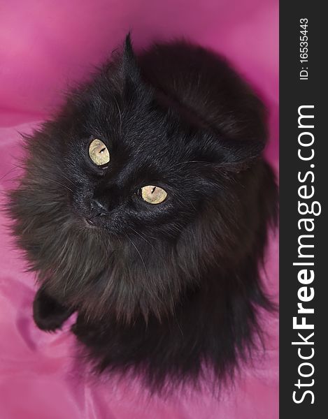 Black fluffy cat on a pink background