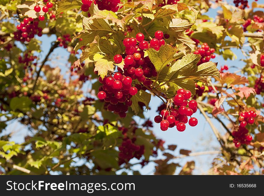 Red Viburnum