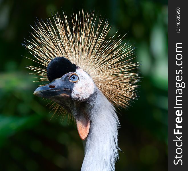 Portrait of a beautiful African Crowned Crane