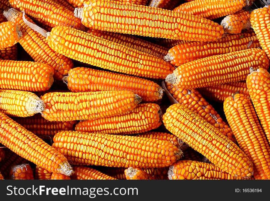 Many dry corn on the farm