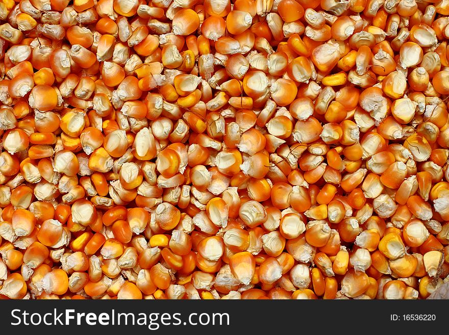 The dry corn seeds background