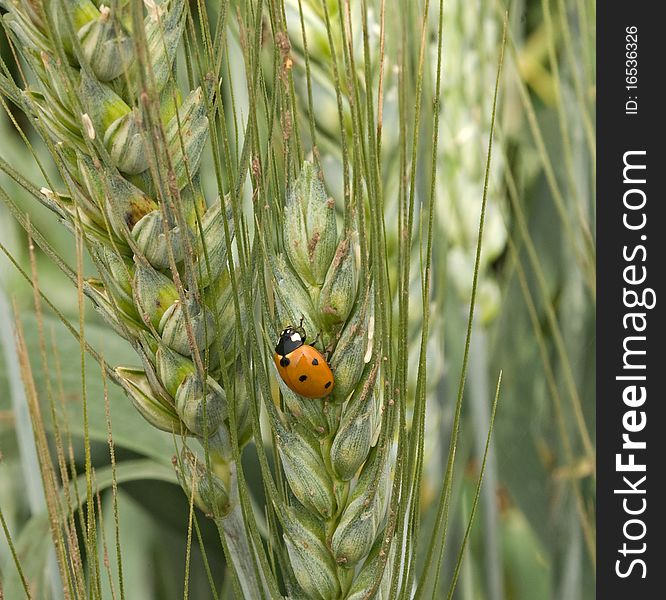 Ladybug on wheat