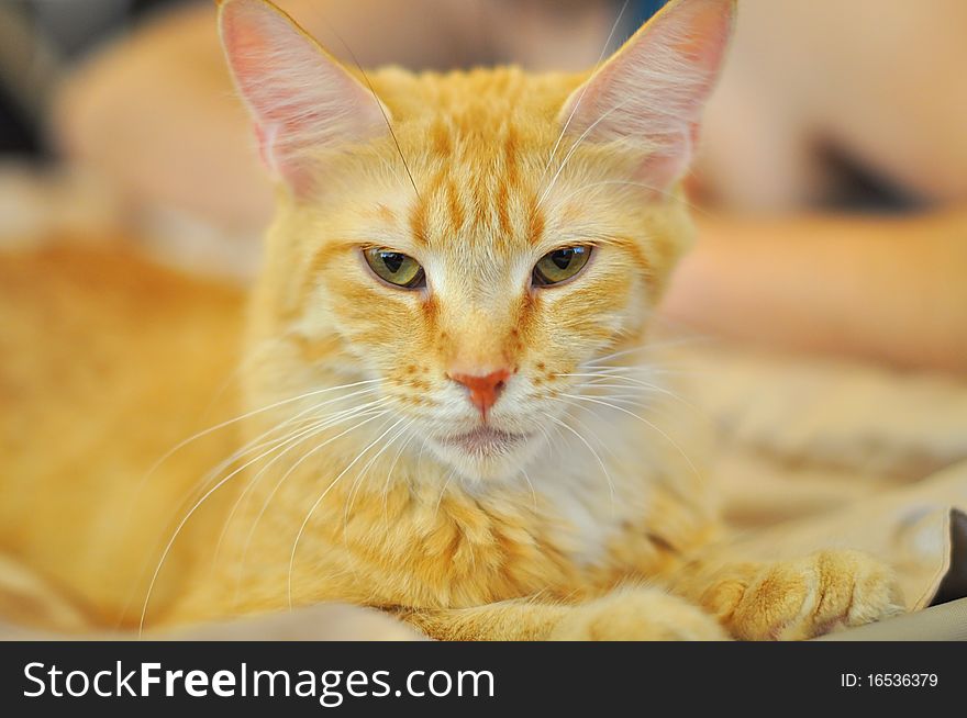 Beautiful red cat looking into camera