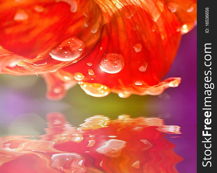 Water drops on red flower