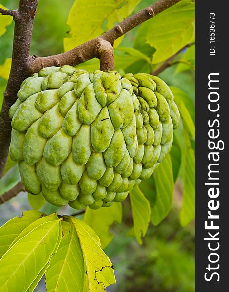 The sweet apple or sweetsop fruit hang on it's branch in front of soft green leaves.