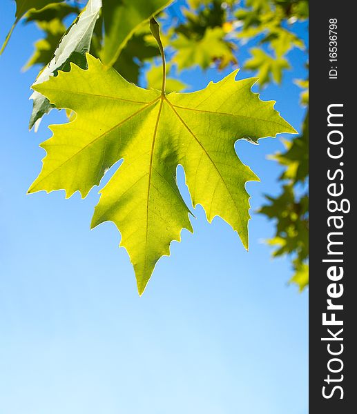 Green maple leafe in sunny day on blue sky fone. Gold autumn. Green maple leafe in sunny day on blue sky fone. Gold autumn.