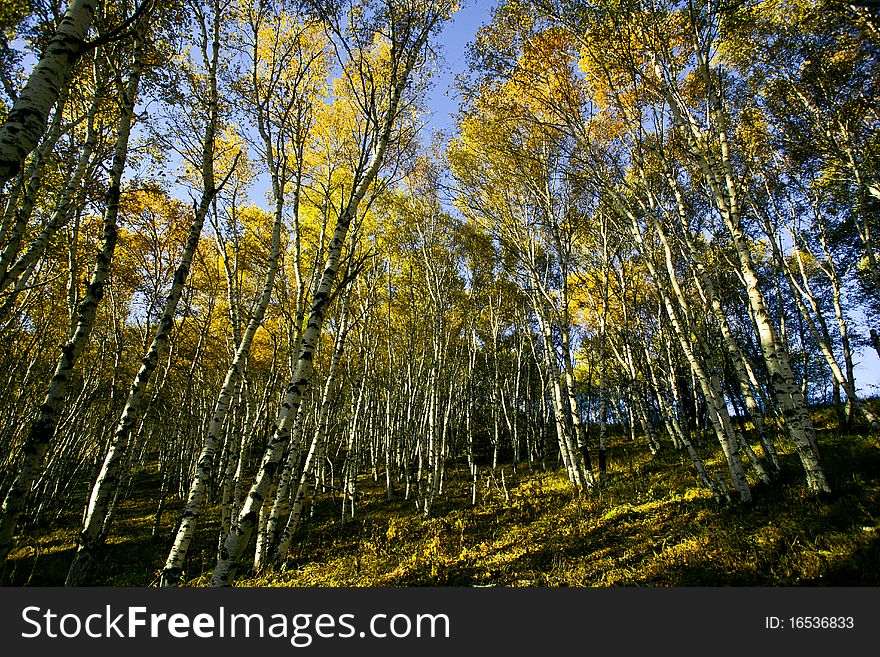 Birch forest in morning, in neimenggu, in China. Birch forest in morning, in neimenggu, in China