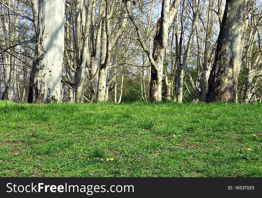 The grass on the lawn in front of the park trees