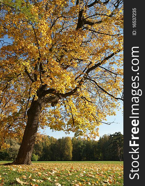 Autumn Landscape with a huge oak tree in the foreground. Fall in the forest