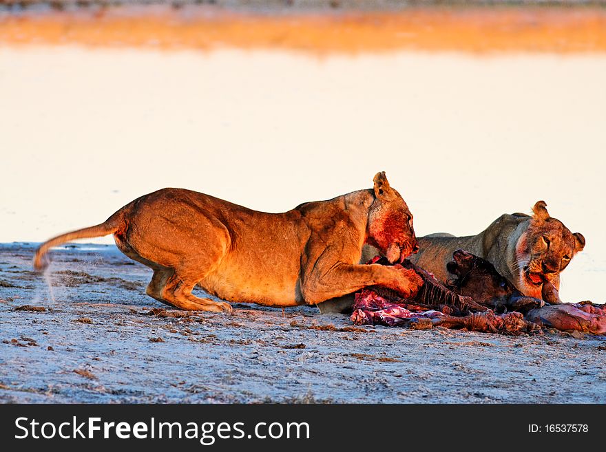 Lionesses (Panthera leo) at Blue Wildebeest (Conno