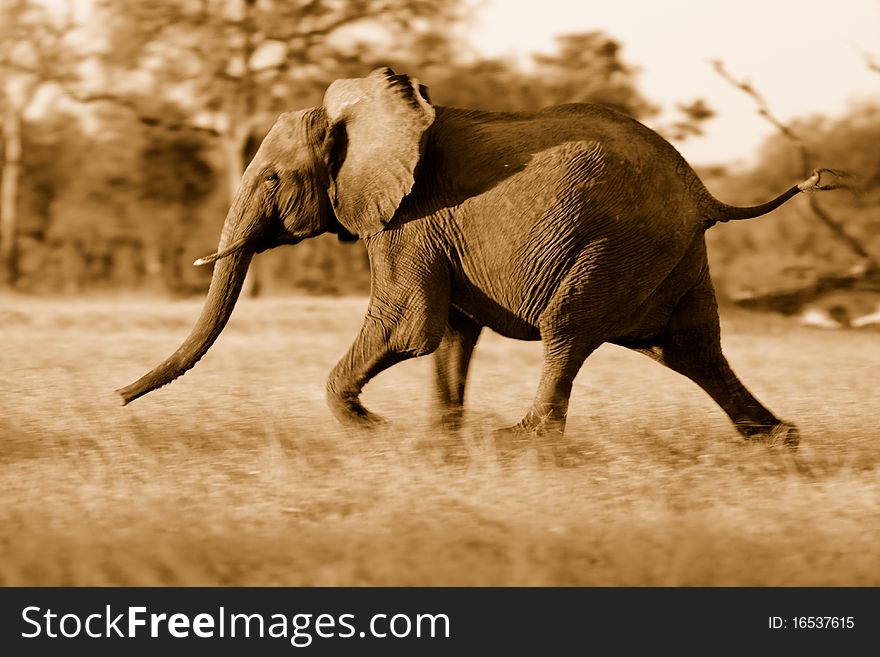 Young elephant running away (motion blur)