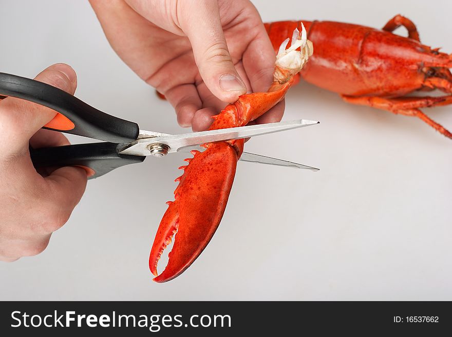 Lobster, cutting of claw