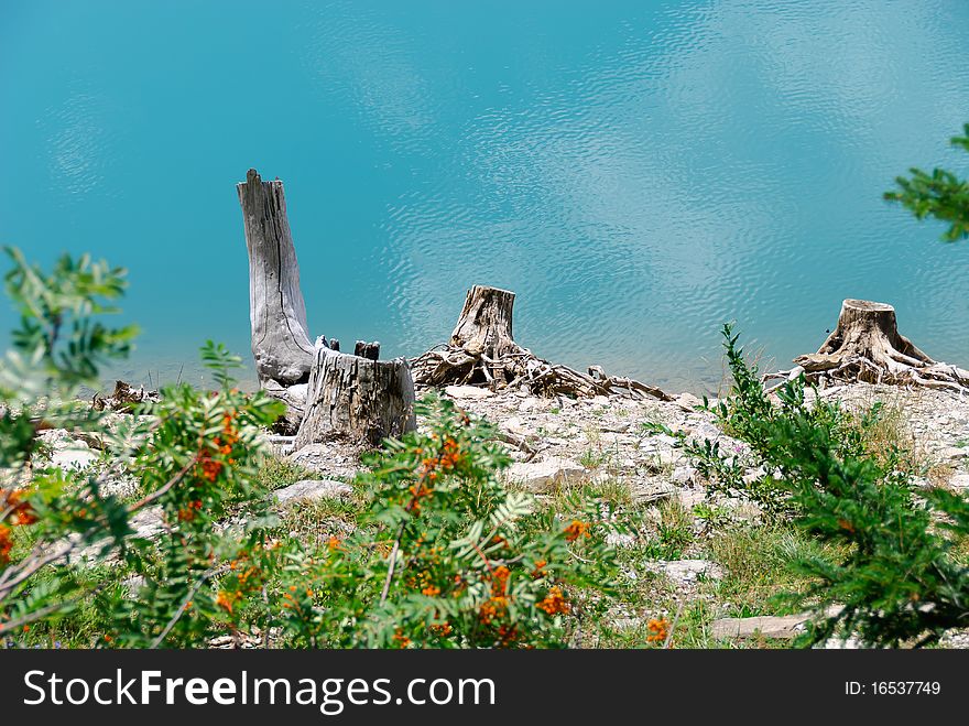Dead logs on the blue background of the lake in Switzerland. Dead logs on the blue background of the lake in Switzerland