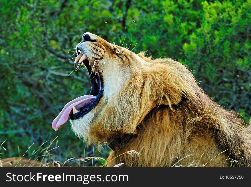 Lion Showing Flehmen Response