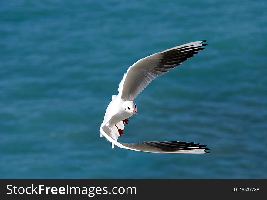 Seagull in turn with sea background in Genoa. Seagull in turn with sea background in Genoa