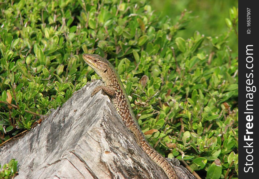 Small lizard resting on a tree stump