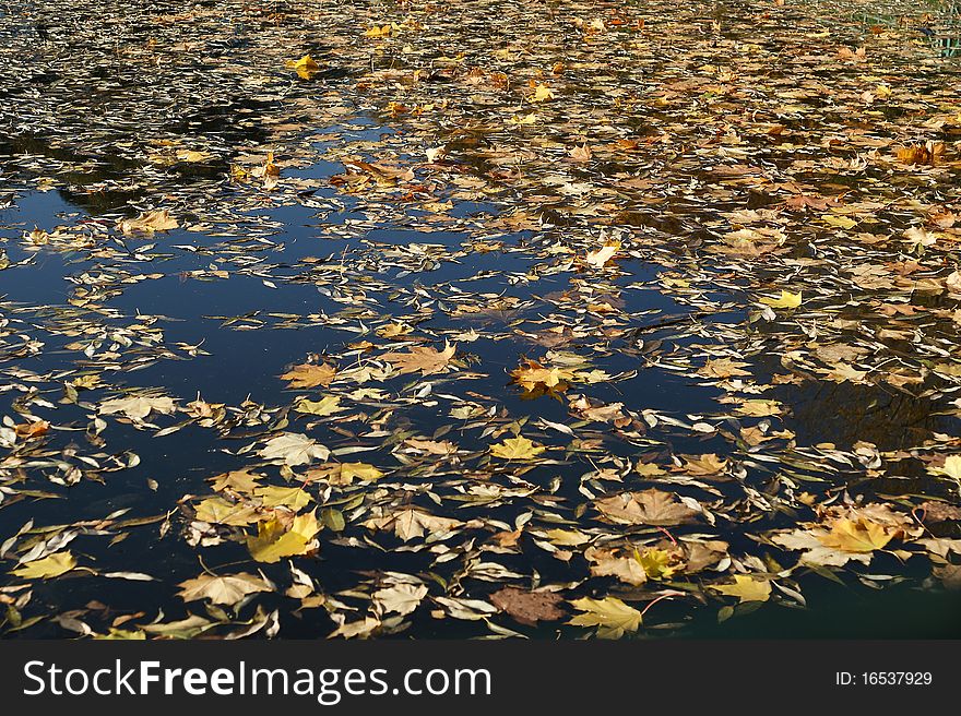 Fallen yellow autumn leaves on water surface