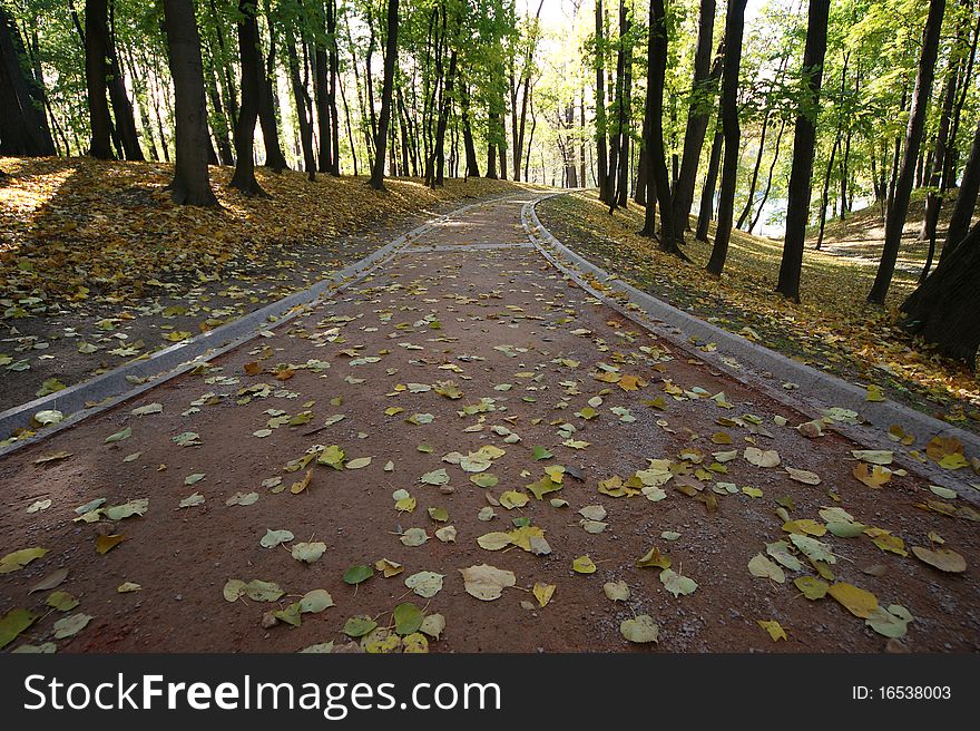 Pedestrian Road In The Forest