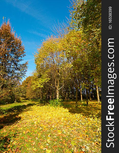 Rural footpath covered by autumnal carpet. Rural footpath covered by autumnal carpet.