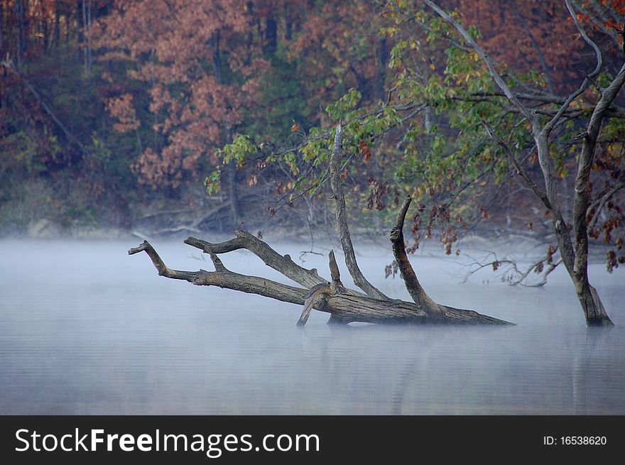 Eerie fog and fallen trees at the lake