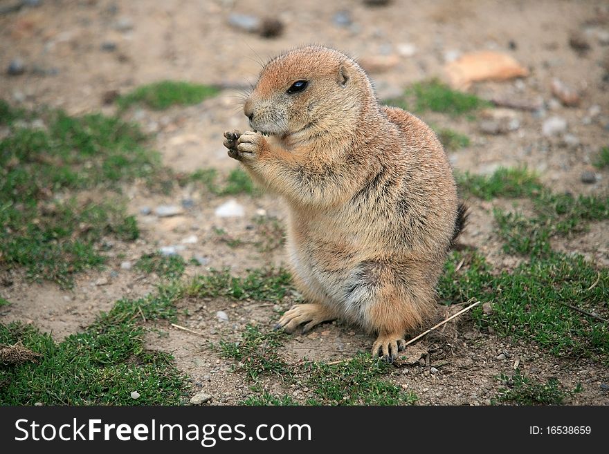 Prairie Prairie Dog