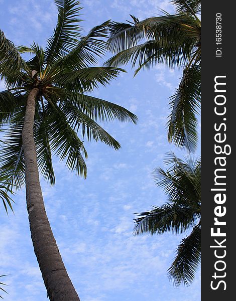 Background with blue sky and palms. Background with blue sky and palms