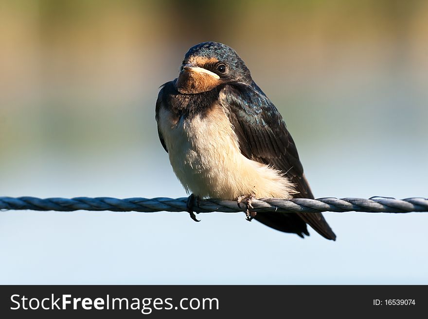 Young swallow hungrily waiting for the parents