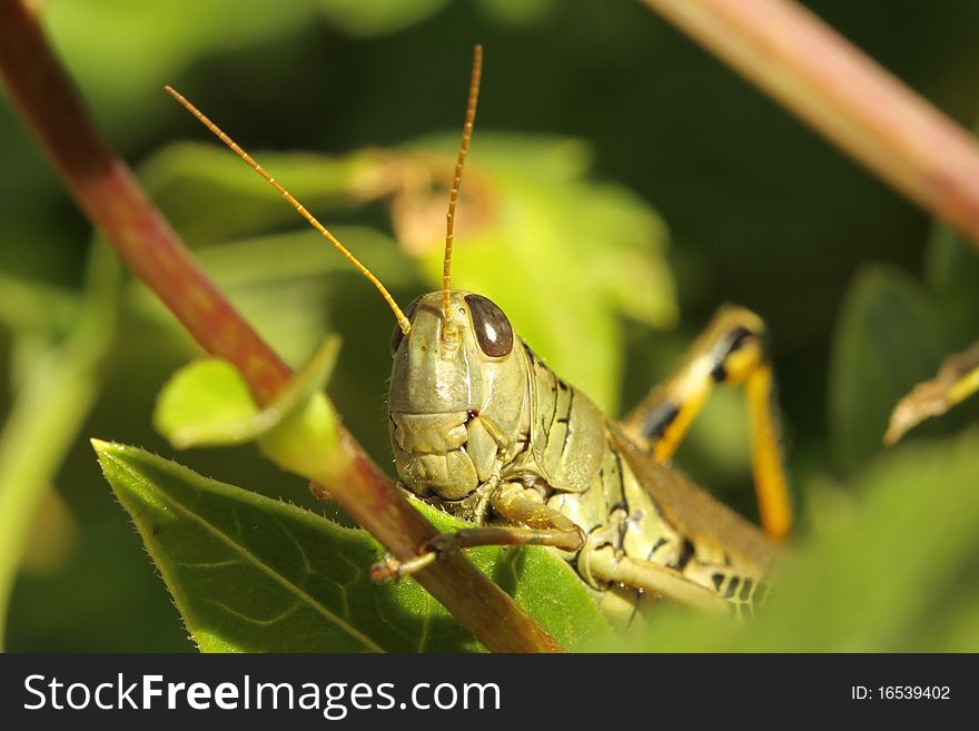 Differential grasshopper resting on a branch on a late summer morning