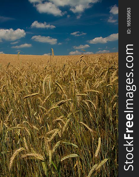 Wheat Field on blue sky background