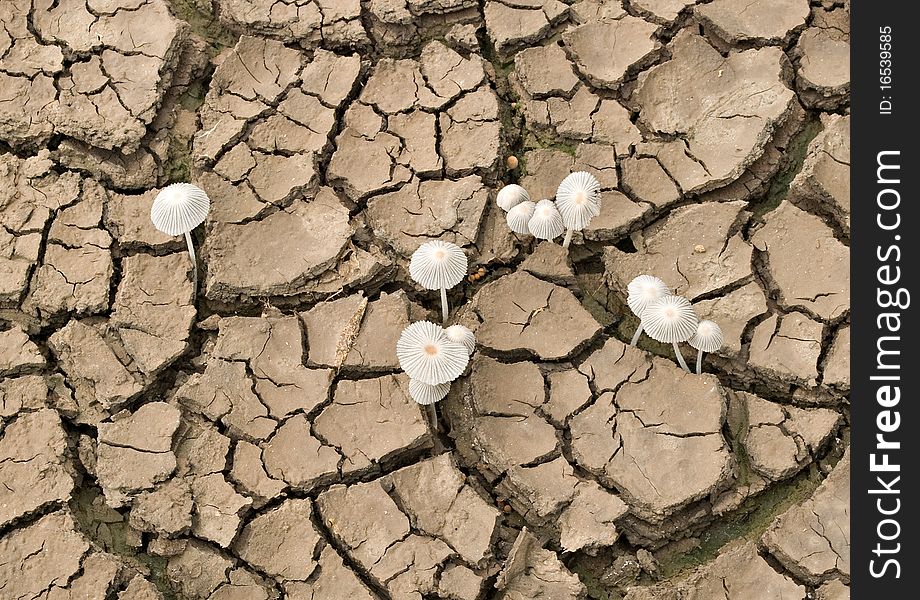 Toadstools  at barren land