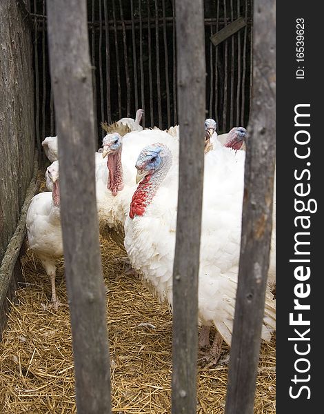 Captive turkeys on old-fashioned farm in Canada.