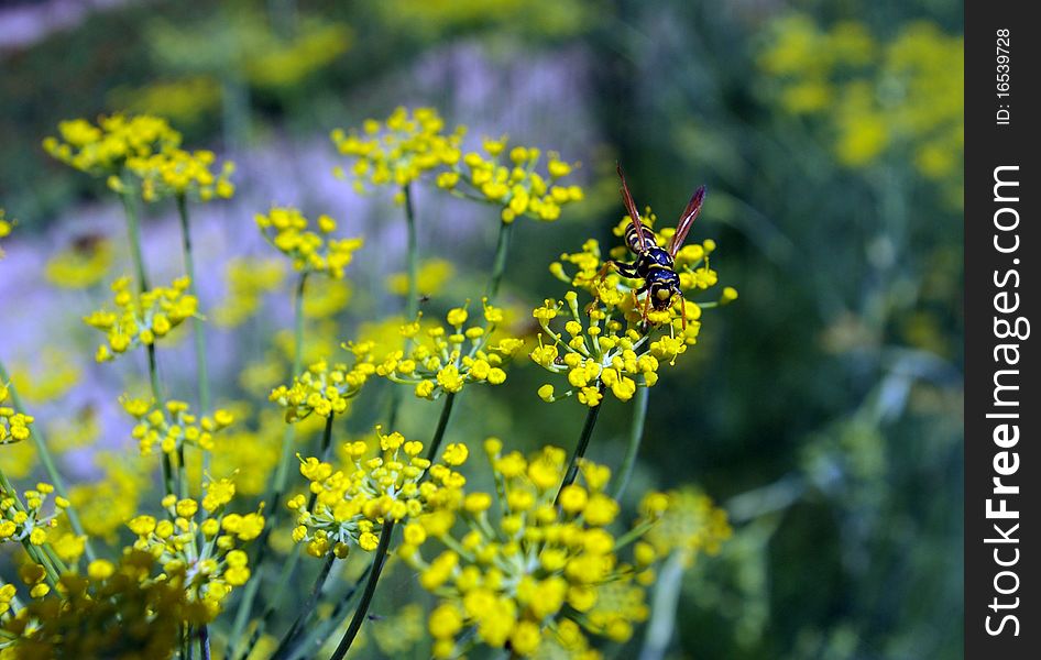 Bee On Yellow Flower.