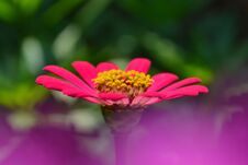 Beautiful Pink Zinnia Flower  In The Garden Stock Photography