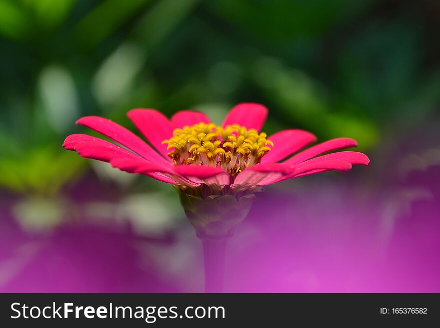 Beautiful pink zinnia flower  in the garden