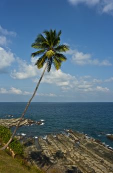 Palm Tree On Tropical Coast Stock Images Palm Tree On Tropical Coast Stock Images