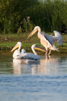 White Pelicans Stock Photography White Pelicans Stock Photography