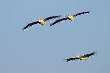 White Pelicans In Flight Royalty Free Stock Photography